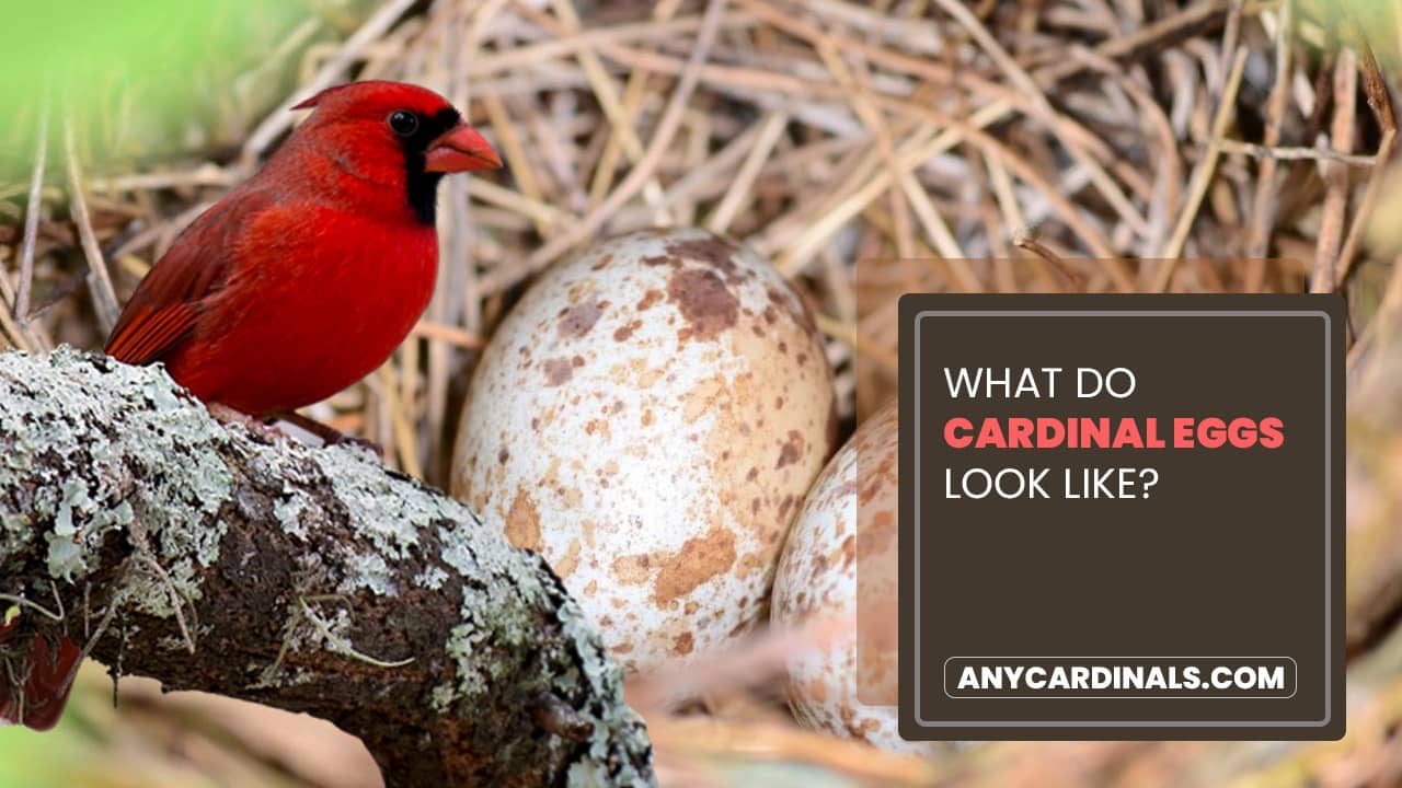 What Do Cardinal Eggs Look Like