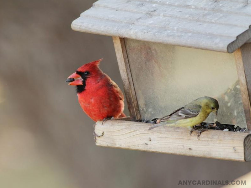 What Do Cardinals In Florida Eat