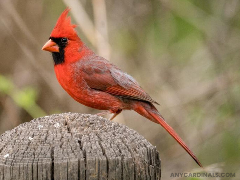 What Does A Florida Cardinal Look Like