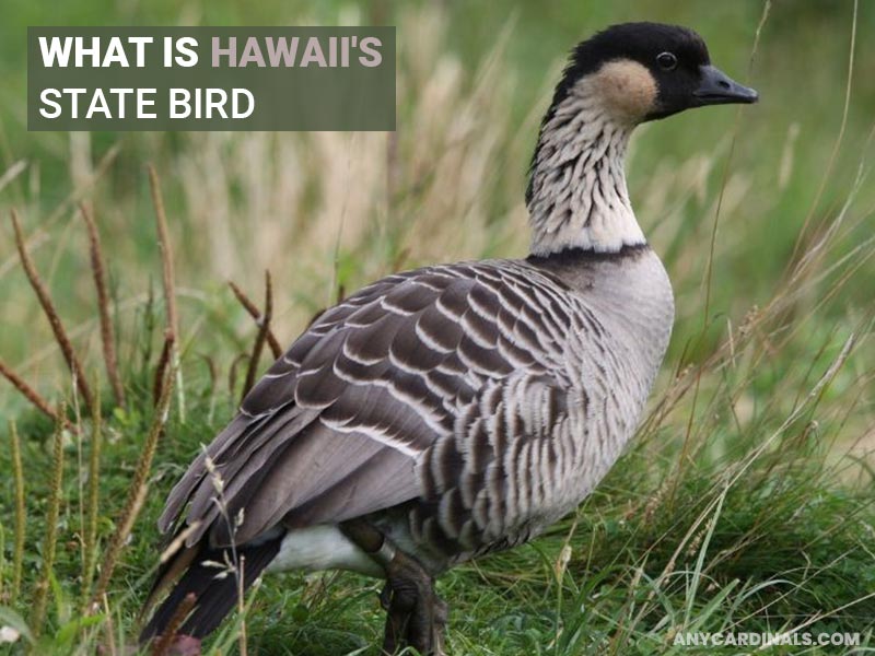 What Is Hawaii's State Bird