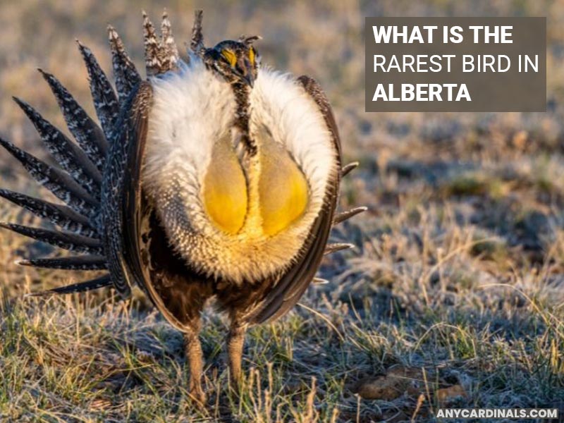 What Is The Rarest Bird In Alberta
