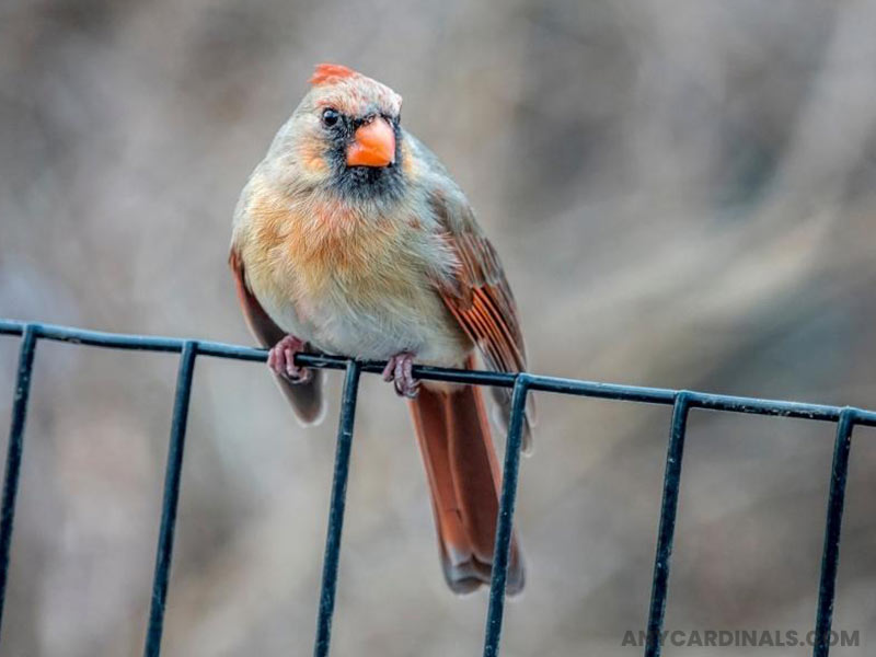 What Kind Of Cardinals Live In Florida