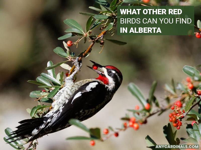 What Other Red Birds Can You Find In Alberta