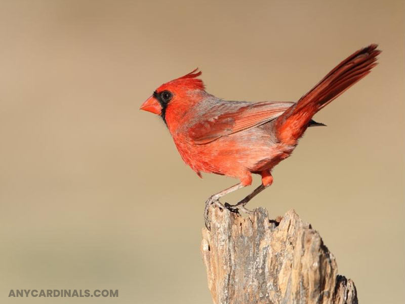 What State Are Cardinals Native To