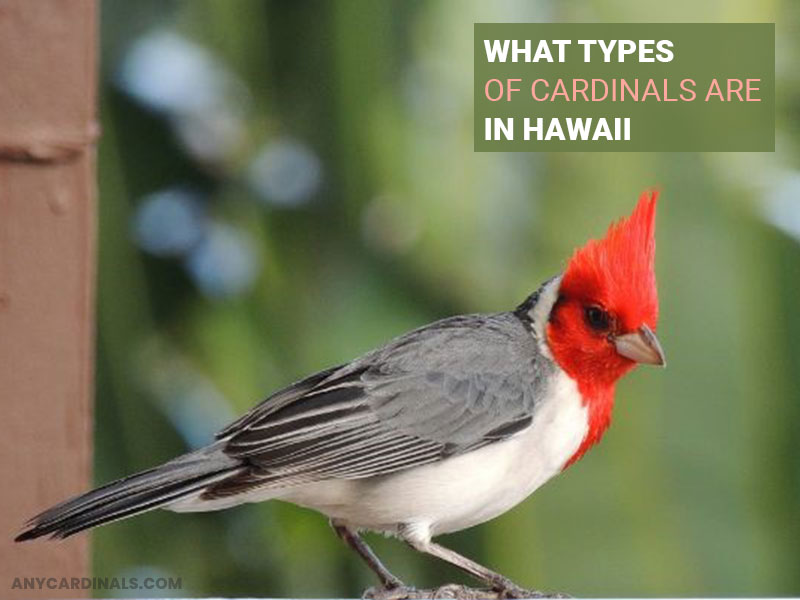 What Types Of Cardinals Are In Hawaii