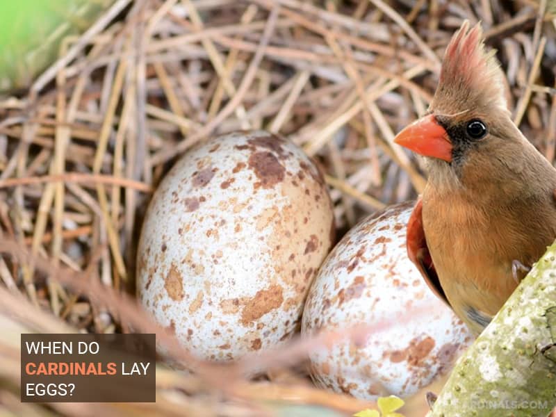 When Do Cardinals Lay Eggs