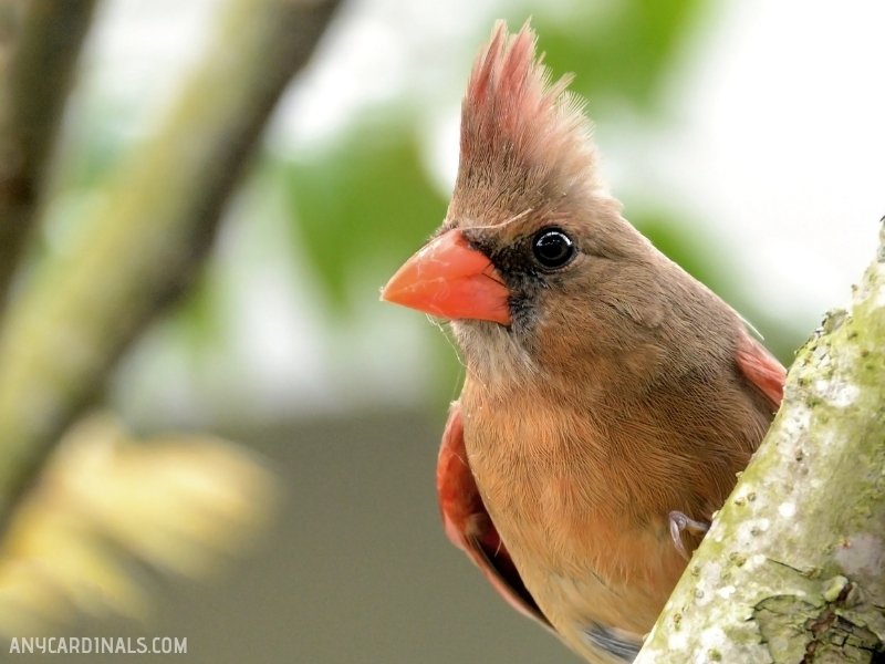 Why Aren't There Cardinals In All 50 States