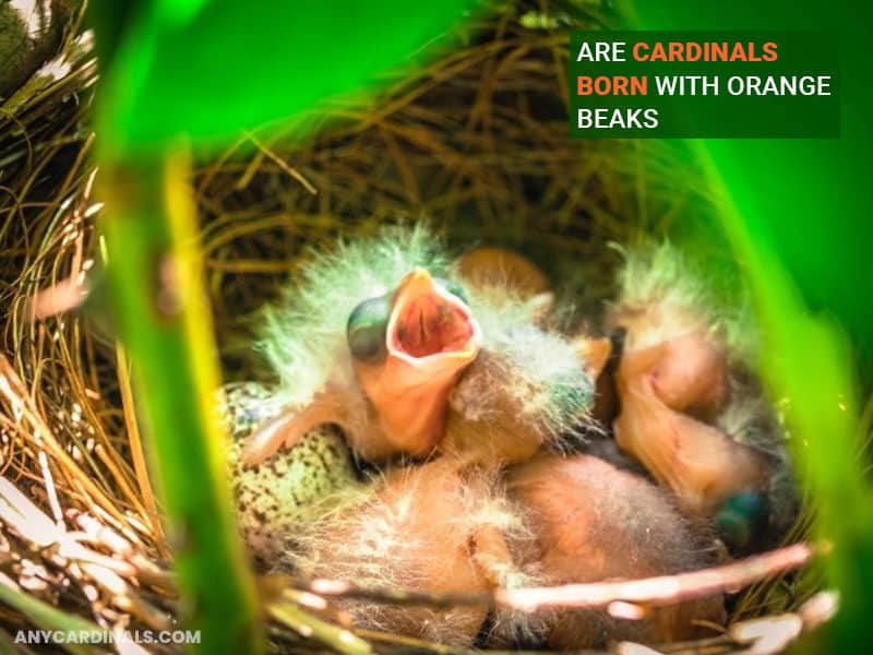 Are Cardinals Born With Orange Beaks