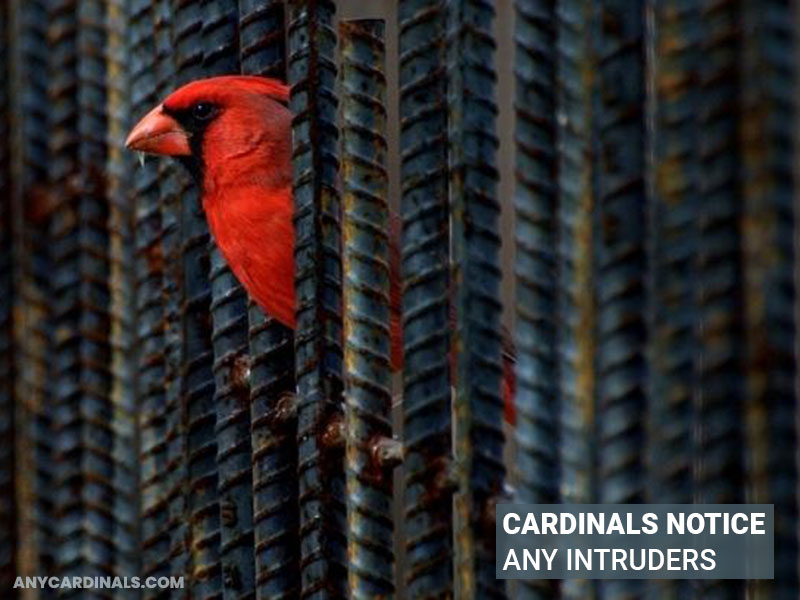 Cardinals notice any intruders