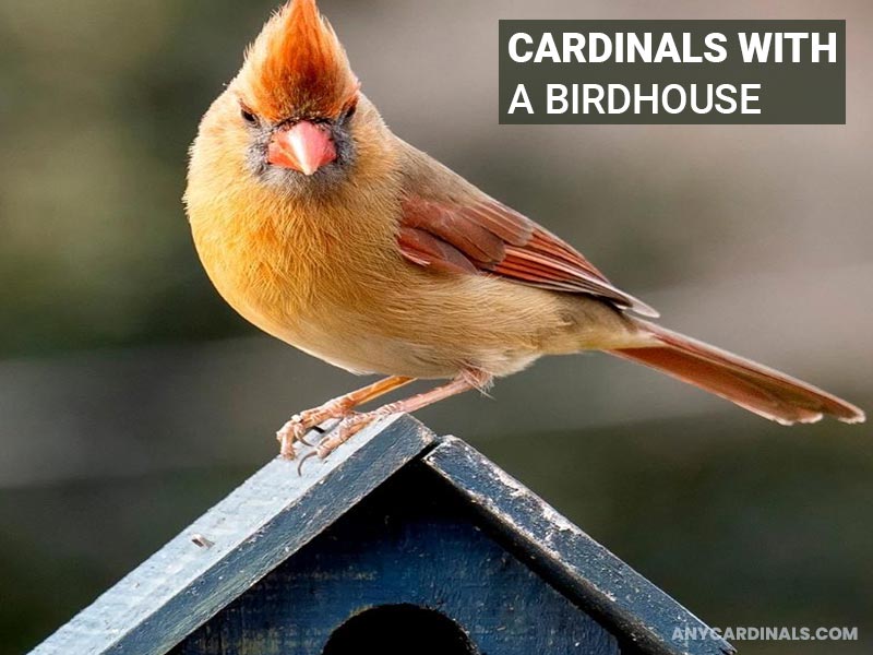 Cardinals with a birdhouse