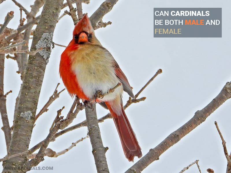 Can Cardinals Be Both Male And Female