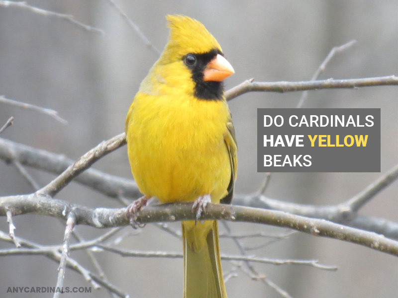 Do Cardinals Have Yellow Beaks