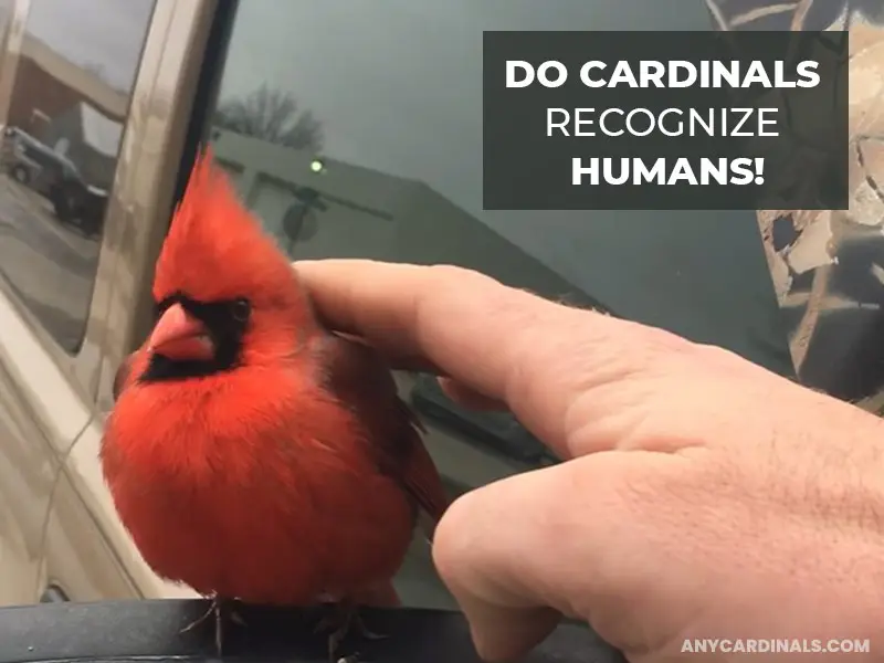 Do cardinals recognize humans