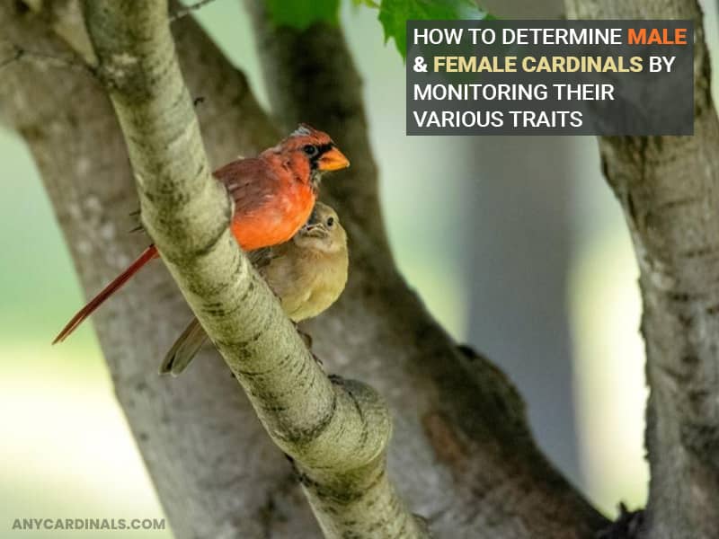 How To Determine Male & Female Cardinals By Monitoring Their Various Traits
