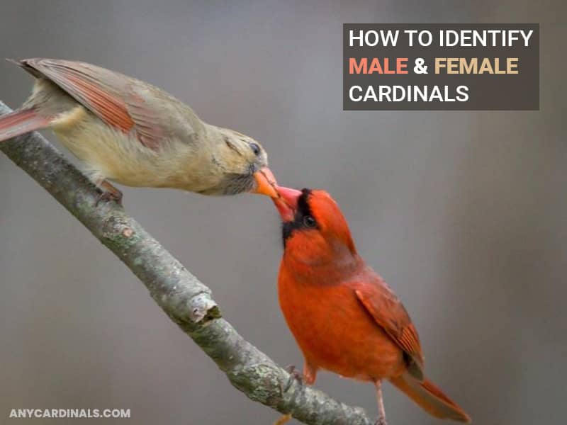 How To Identify Male & Female Cardinals By Their Physical Attributes