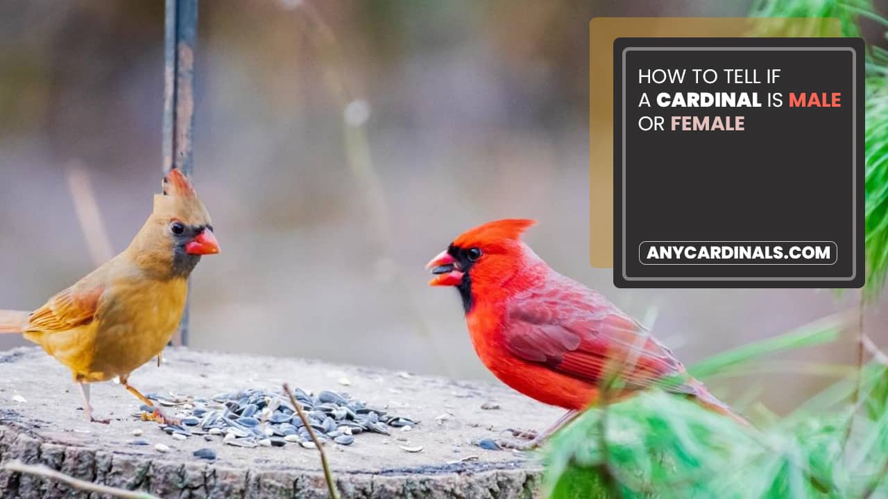 How To Tell If A Cardinal Is Male Or Female