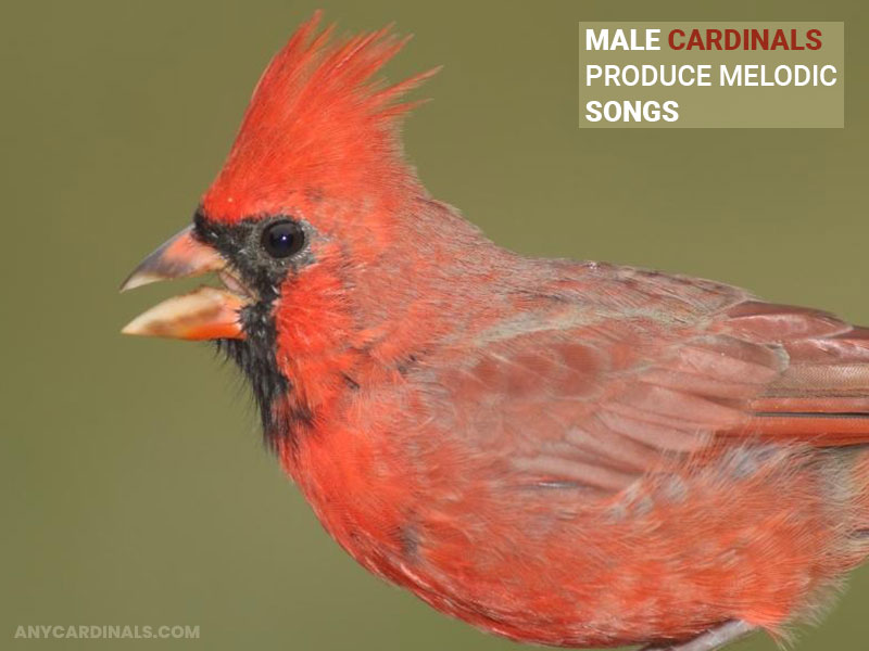 Male cardinals produce melodic songs