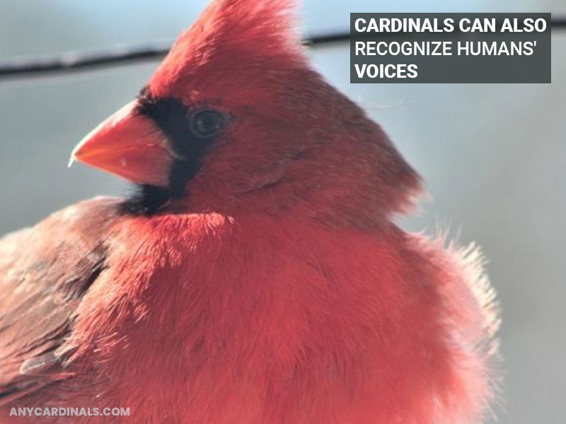 Cardinals can also recognize humans