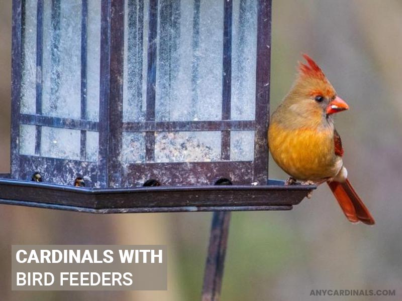 Cardinals With Bird Feeders