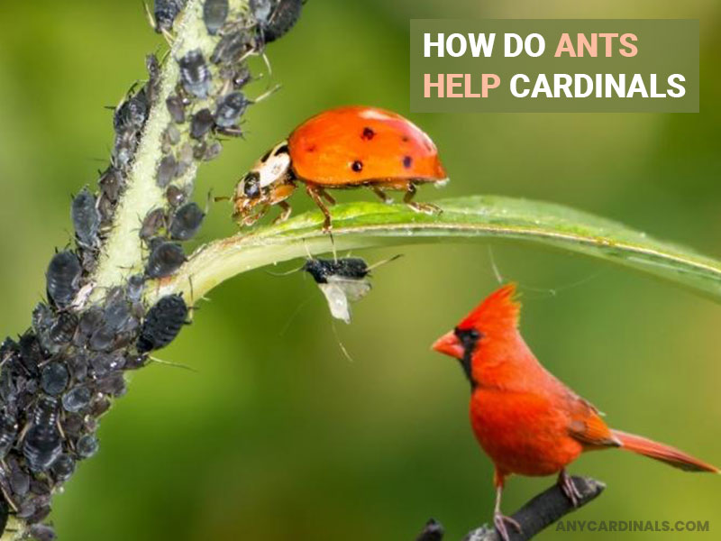How do ants help cardinals