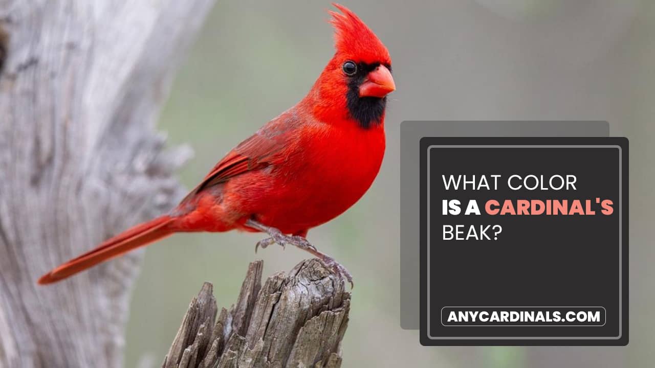What Color Is A Cardinal's Beak