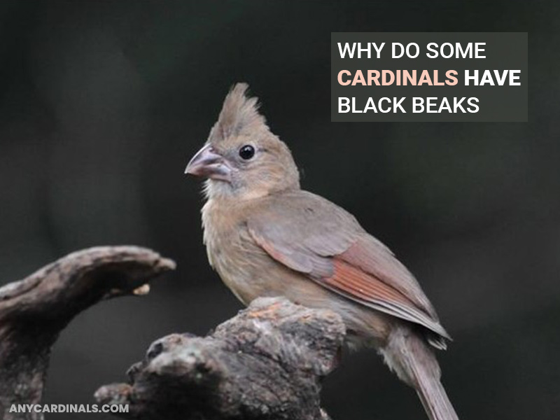 Why Do Some Cardinals Have Black Beaks