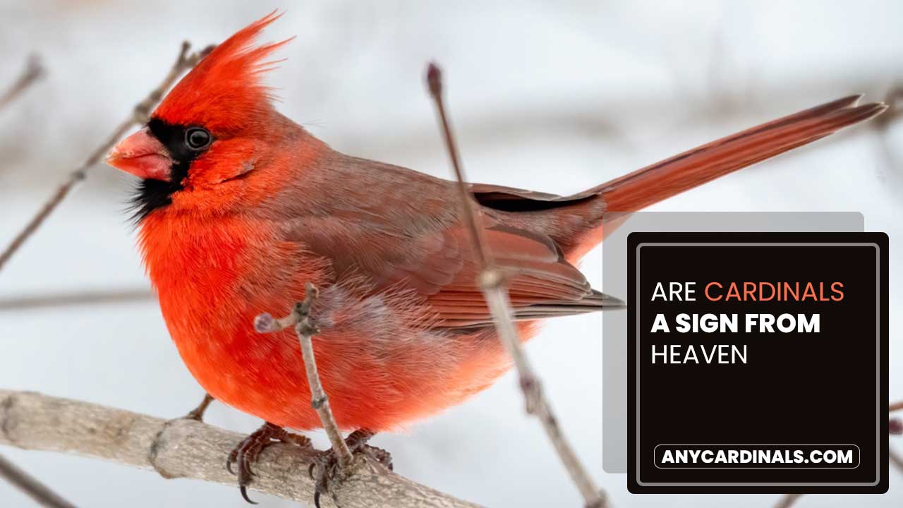 Are Cardinals A Sign From Heaven