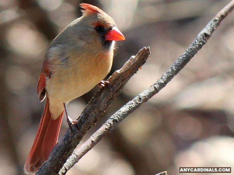 Are Cardinals A Sign Of Afterlife