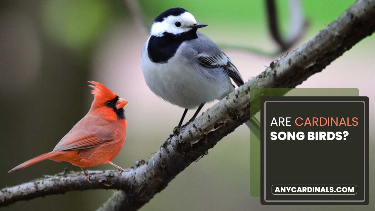 Are Cardinals Song Birds
