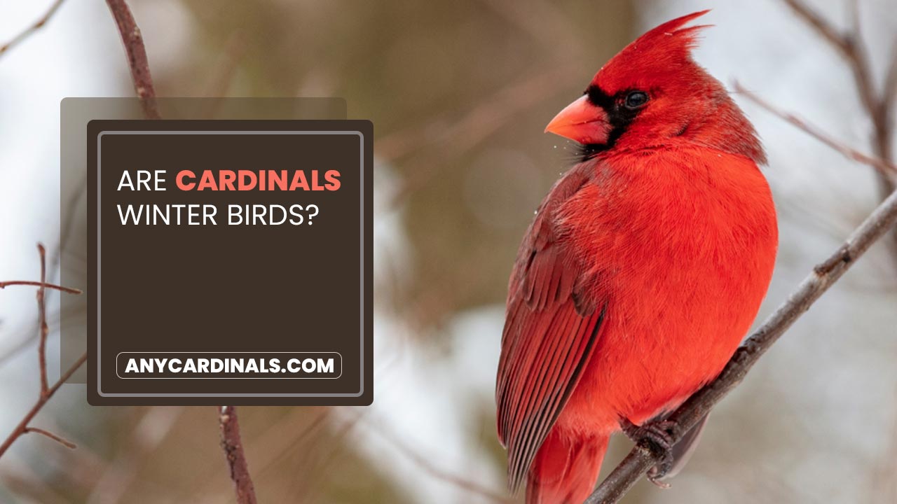 Are Cardinals Winter Birds