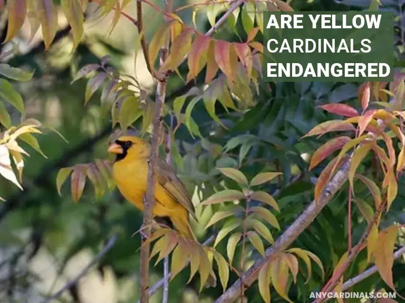 Are Yellow Cardinals Endangered