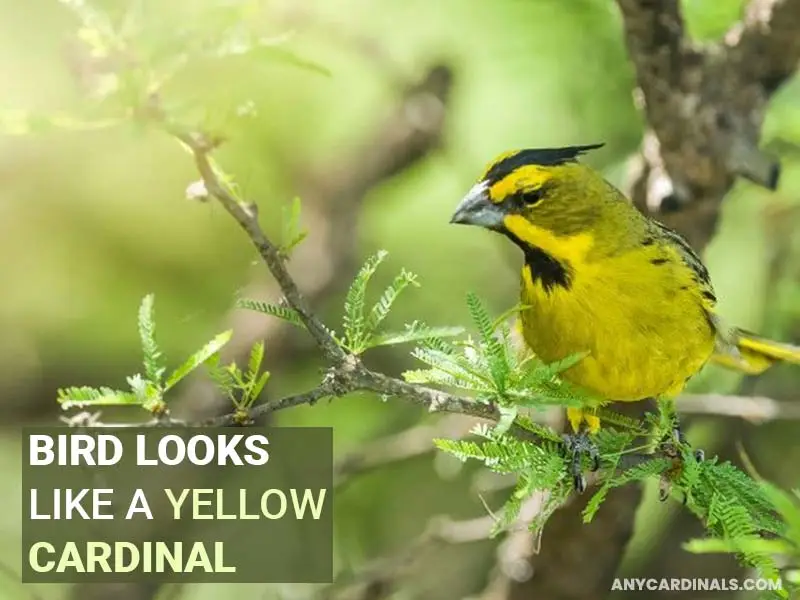 What Bird Looks Like A Yellow Cardinal But Isn't The Northern Cardinal