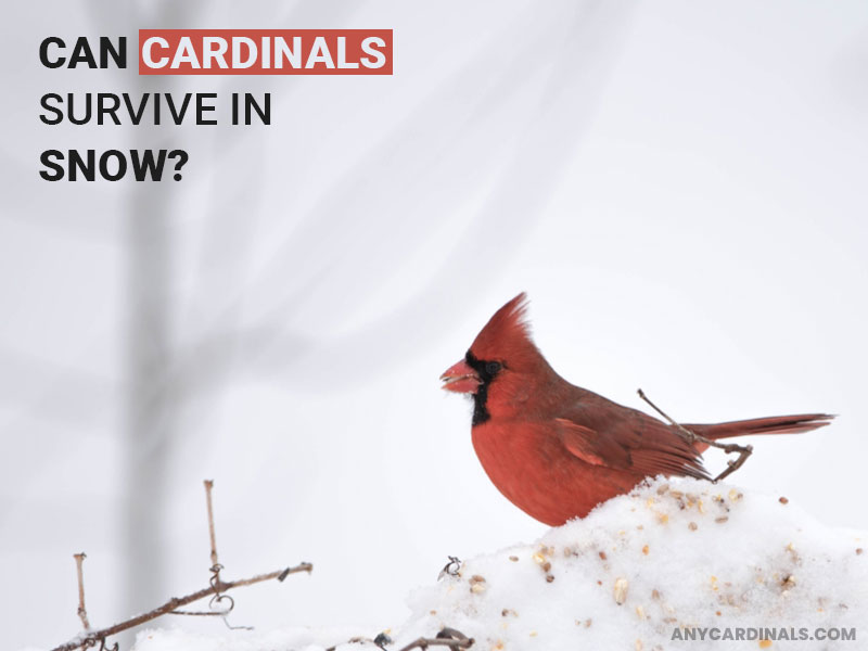 Can Cardinals Survive In Snow