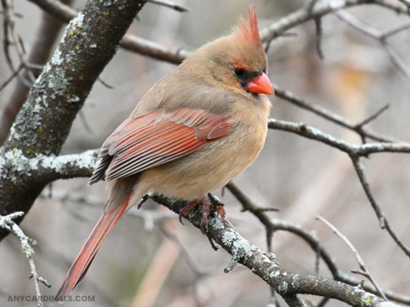 Do Cardinals Go Away In Winter Because Of The Sufferings