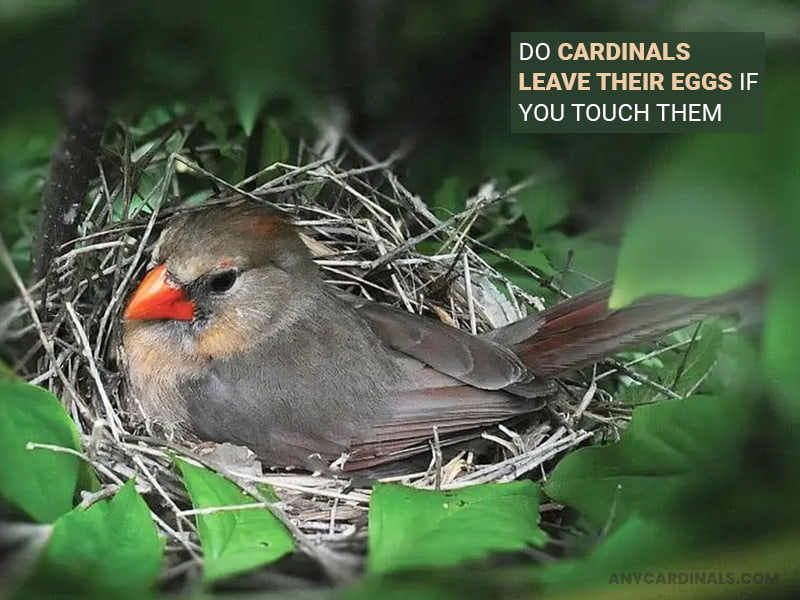 Do Cardinals Leave Their Eggs If You Touch Them