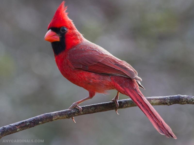 Do Cardinals Mean An Angel Is Near