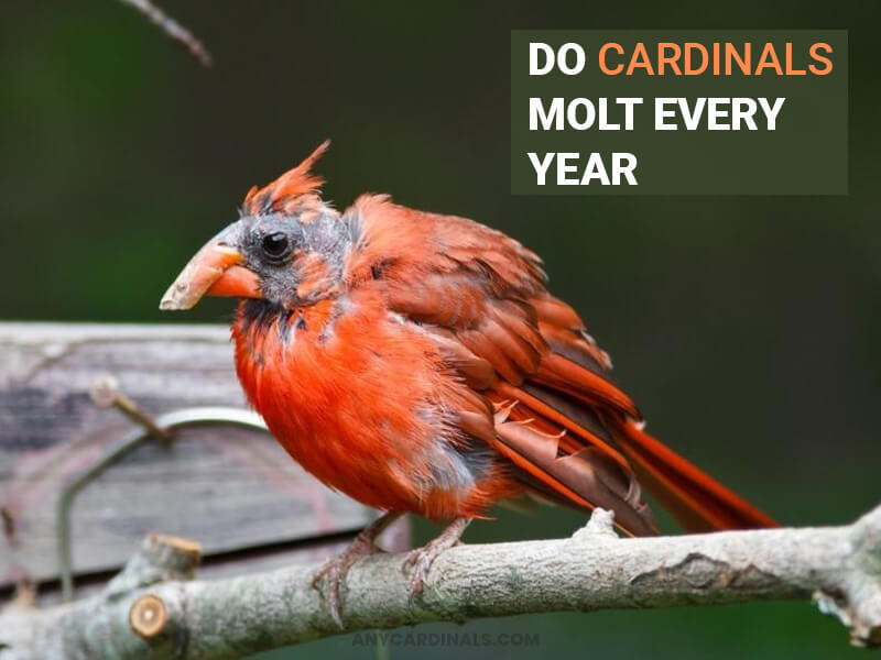 Do Cardinals Molt Every Year