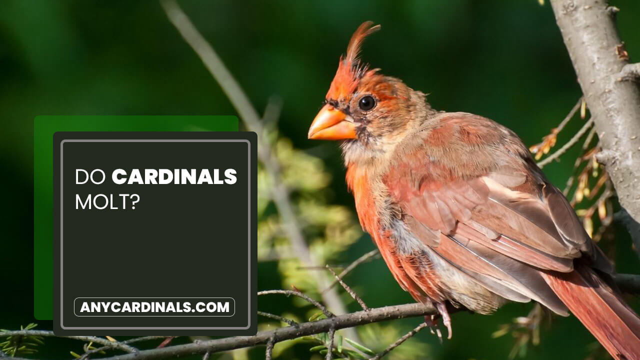 Do Cardinals Molt