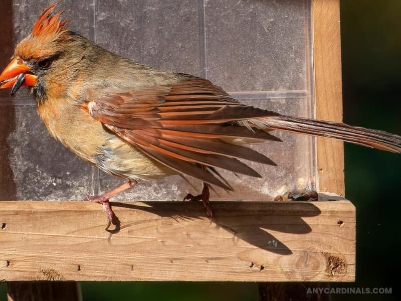 Do Female Cardinals Lose Their Feathers