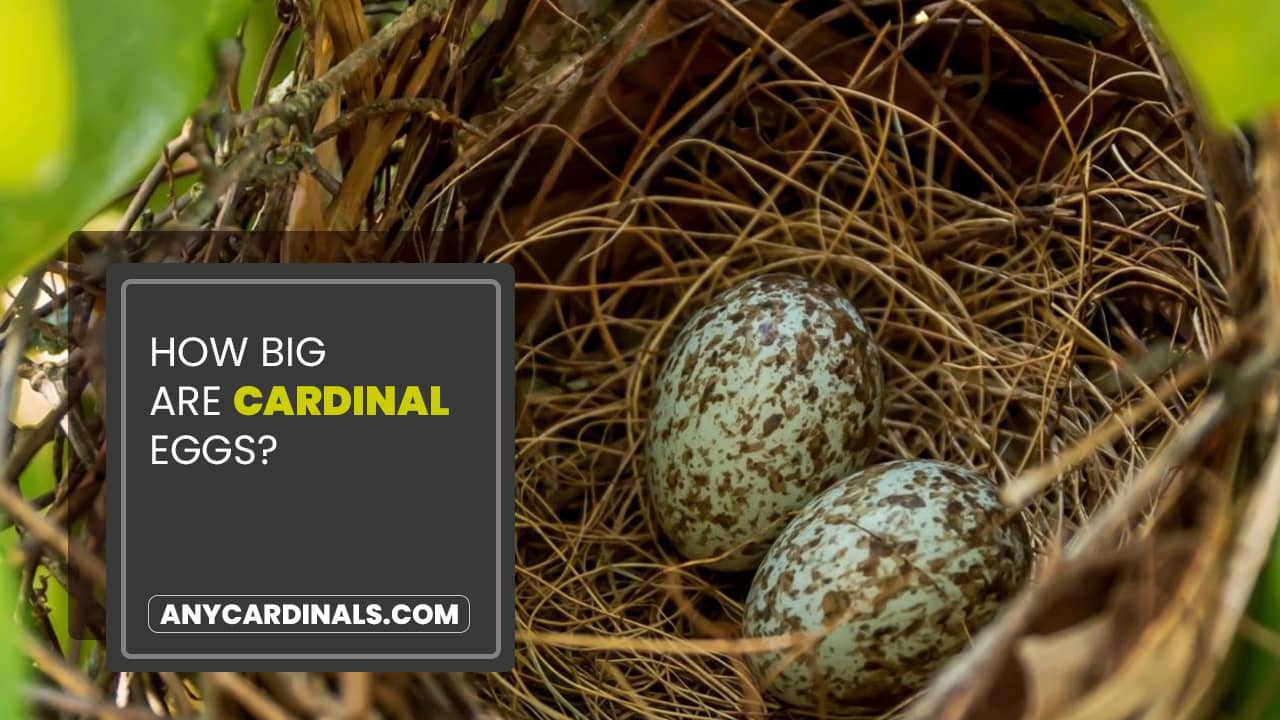 How Big Are Cardinal Eggs