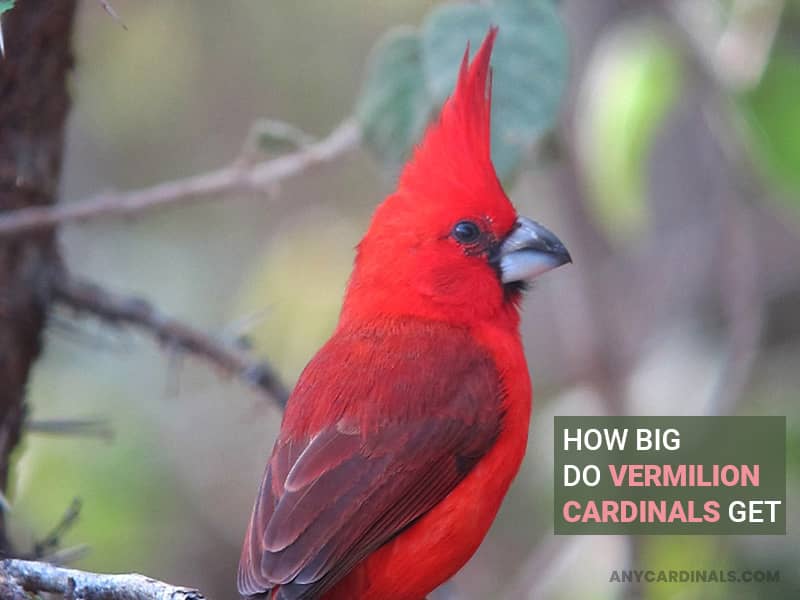 How Big Do Vermilion Cardinals Get