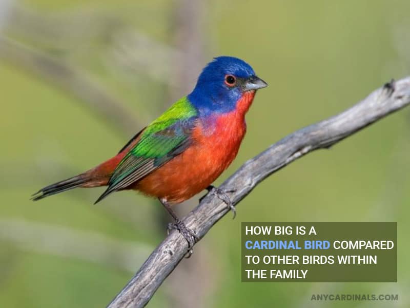 How Big Is A Cardinal Bird Compared To Other Birds Within The Family