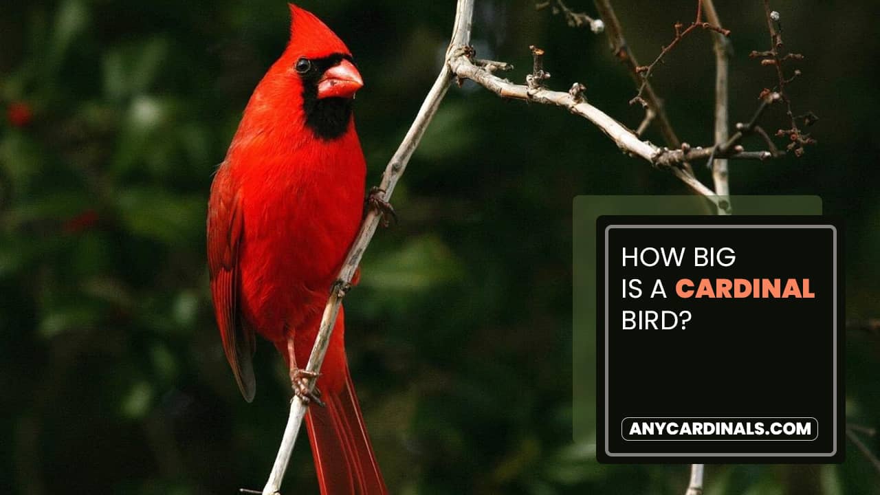 How Big Is A Cardinal Bird