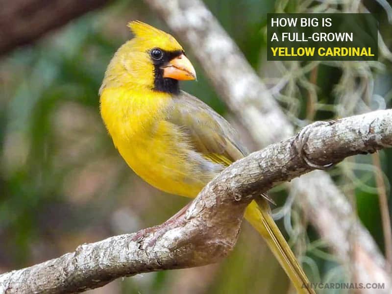 How Big Is A Full-Grown Yellow Cardinal