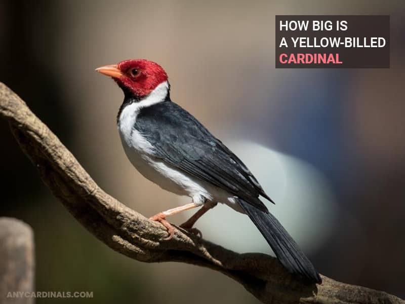 How Big Is A Yellow-Billed Cardinal