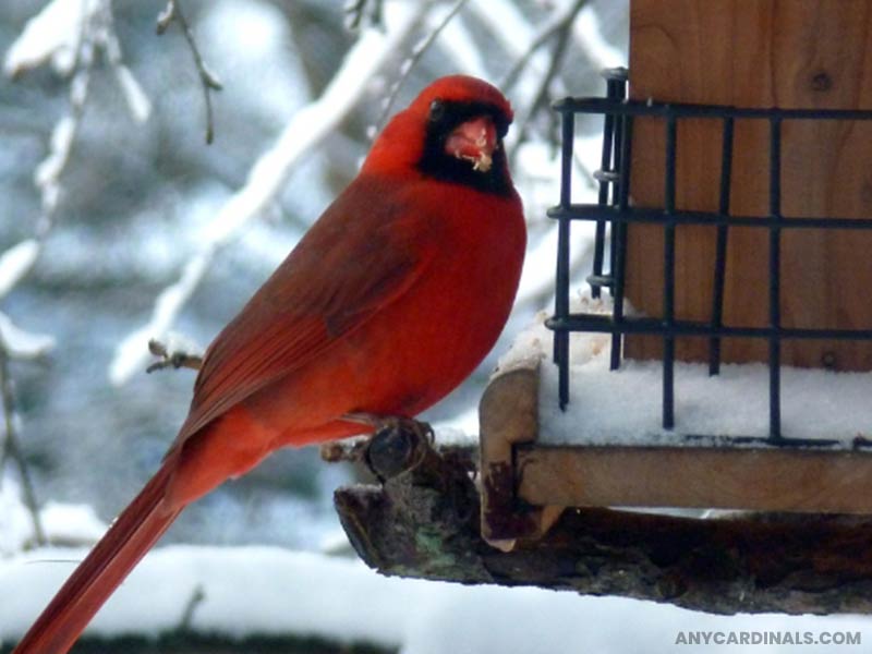How Can You Support Cardinals During The Wintertime