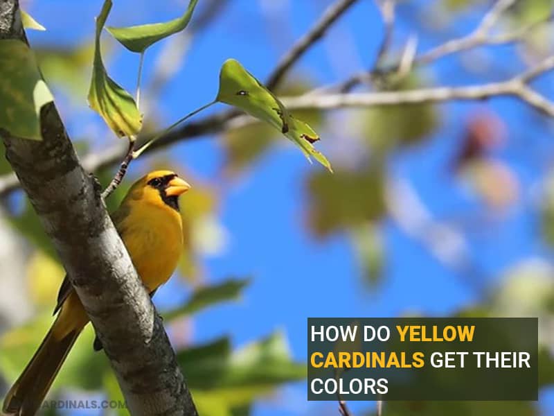 How Do Yellow Cardinals Get Their Colors