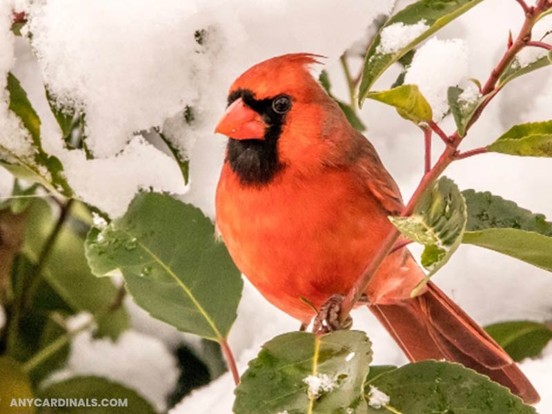 How Does A Cardinal Stay Warm In The Winter