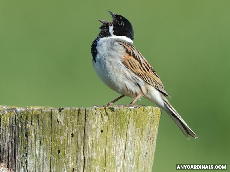 How Many Birds Are Songbirds