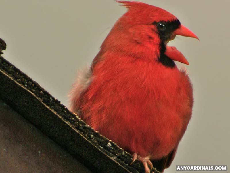 How Many Different Songs Do Cardinals Sing